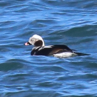 Long-tailed Duck - Laurie Pocher