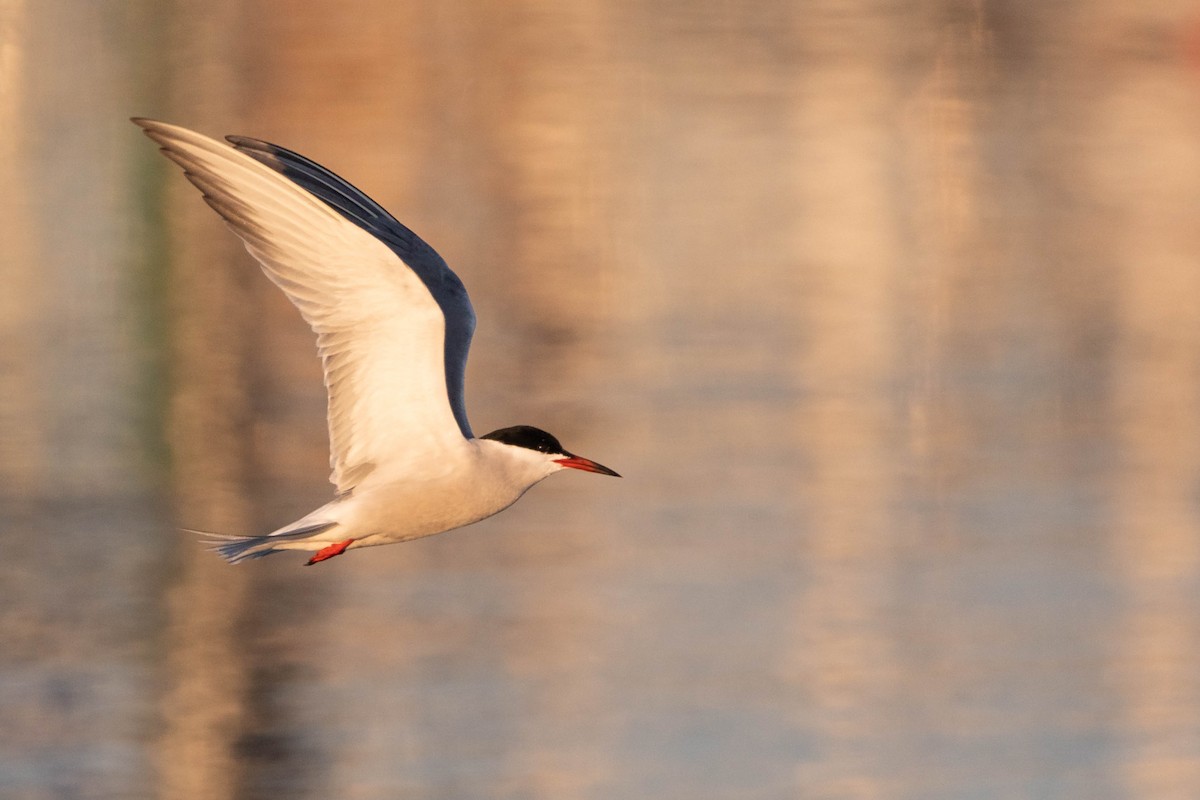 Common Tern - ML560184231