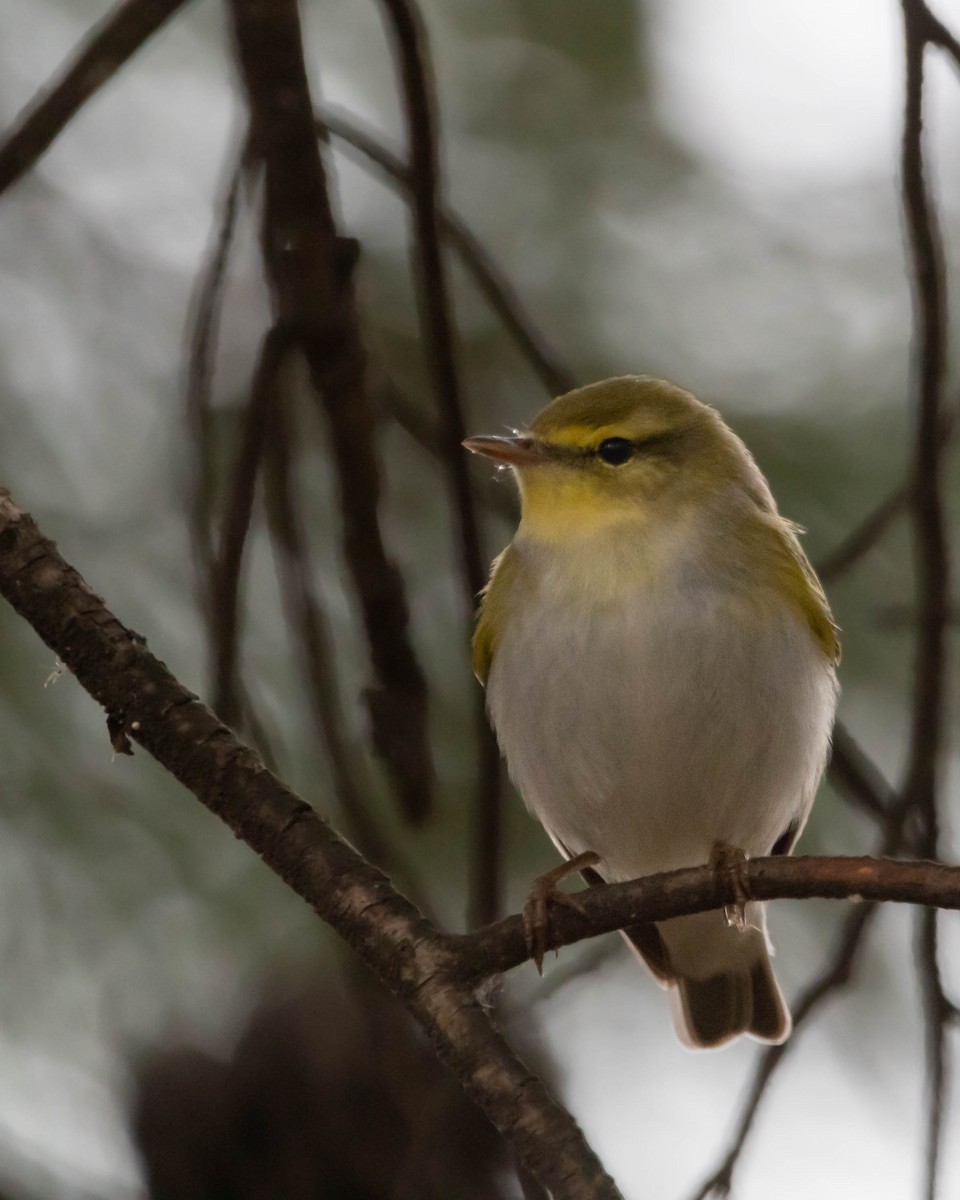 Wood Warbler - ML560184371