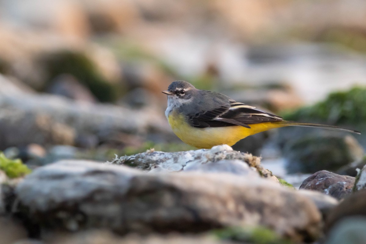 Gray Wagtail - ML560184471