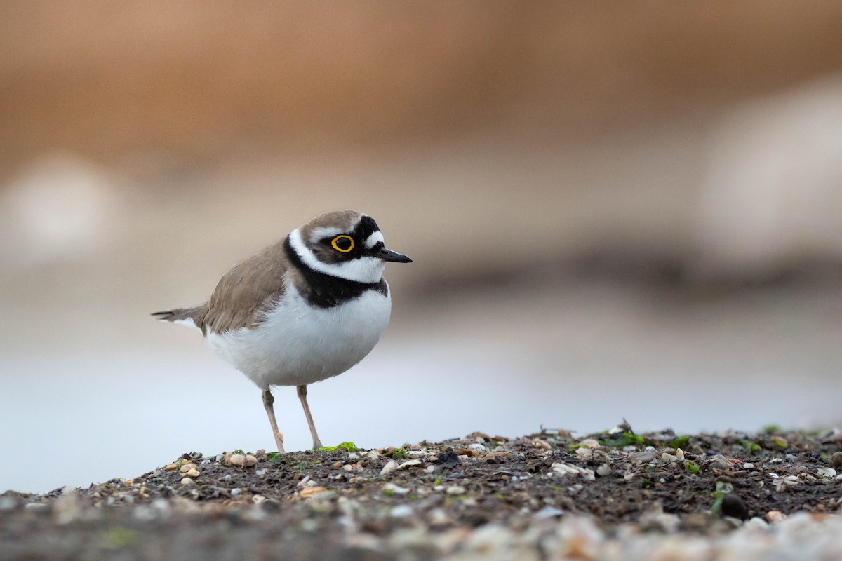 Little Ringed Plover - ML560184591