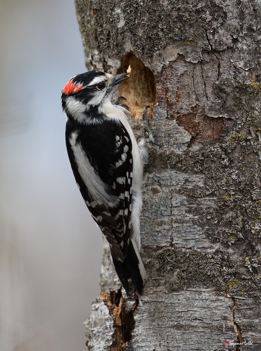 Downy Woodpecker - Suzanne Labbé