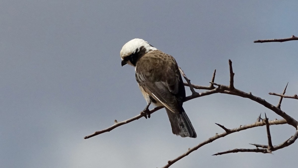 White-rumped Shrike - ML560184811