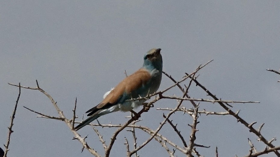 European Roller - ML560185211