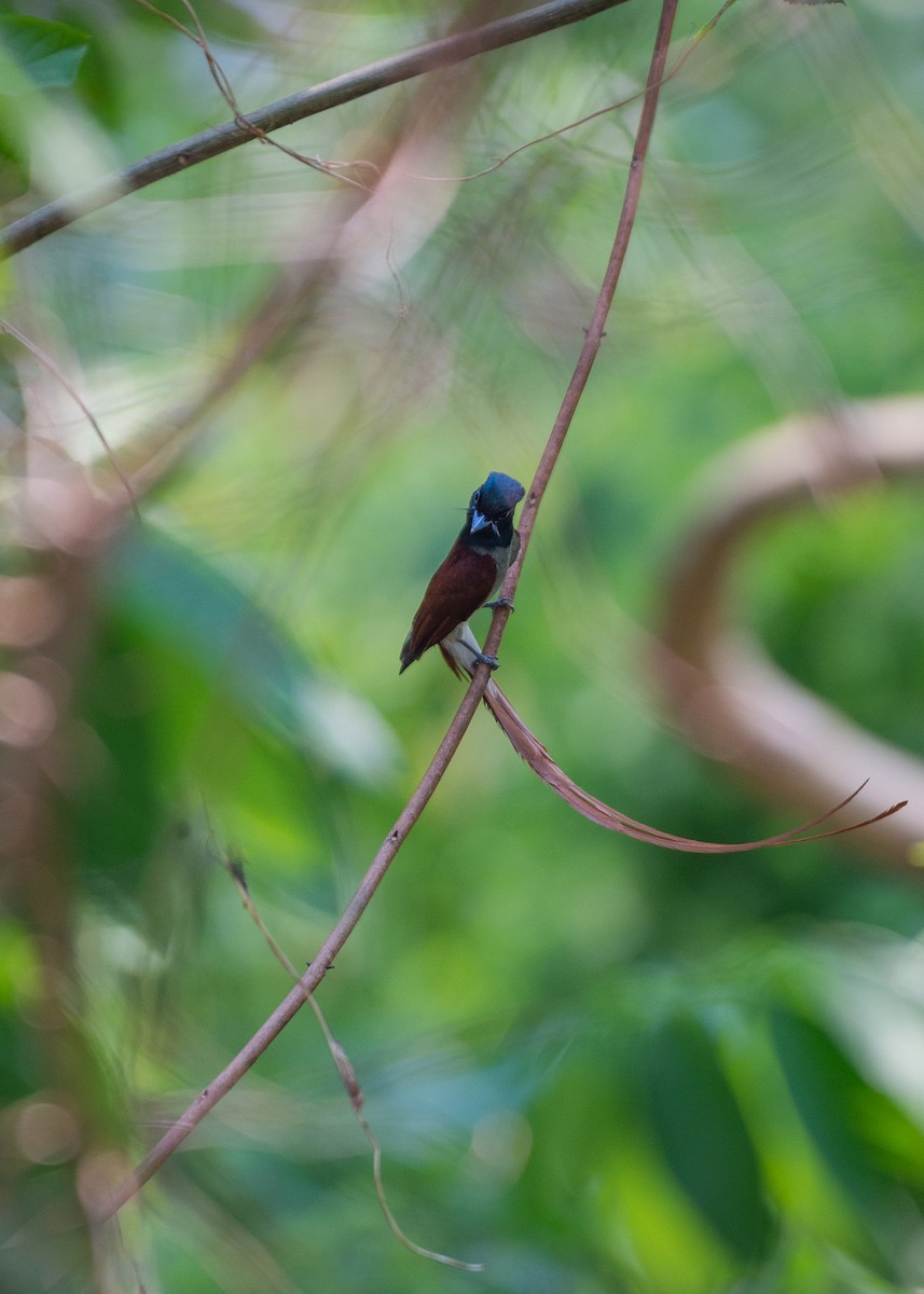 Amur Paradise-Flycatcher - ML560186031