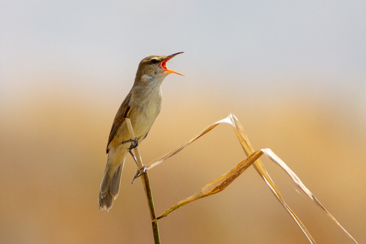 Clamorous Reed Warbler - ML560186991