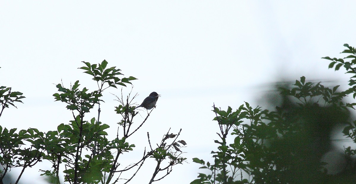 Eastern Subalpine Warbler - Gál Szabolcs