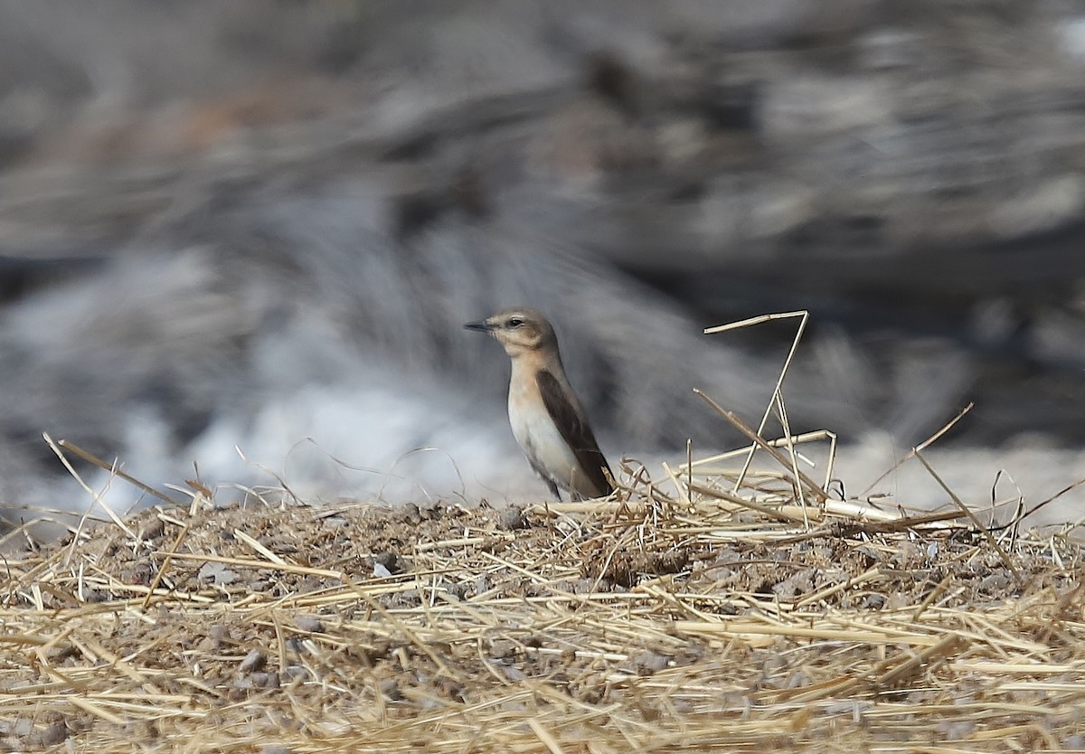 Northern Wheatear - Peter Turner