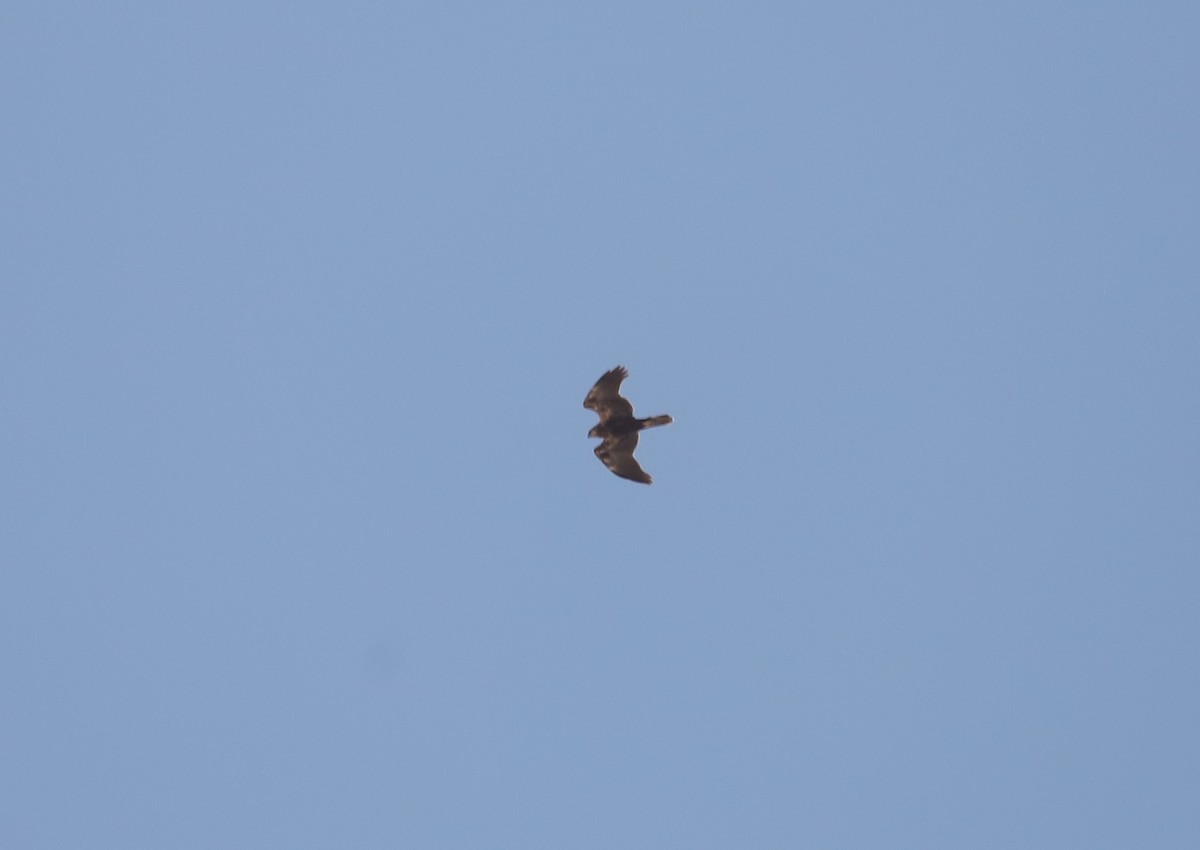 Pallid Harrier - Peter Turner