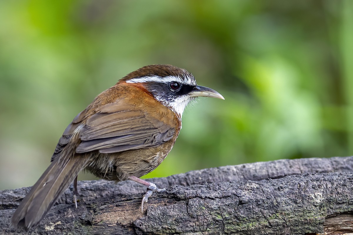 Streak-breasted Scimitar-Babbler - Su Li