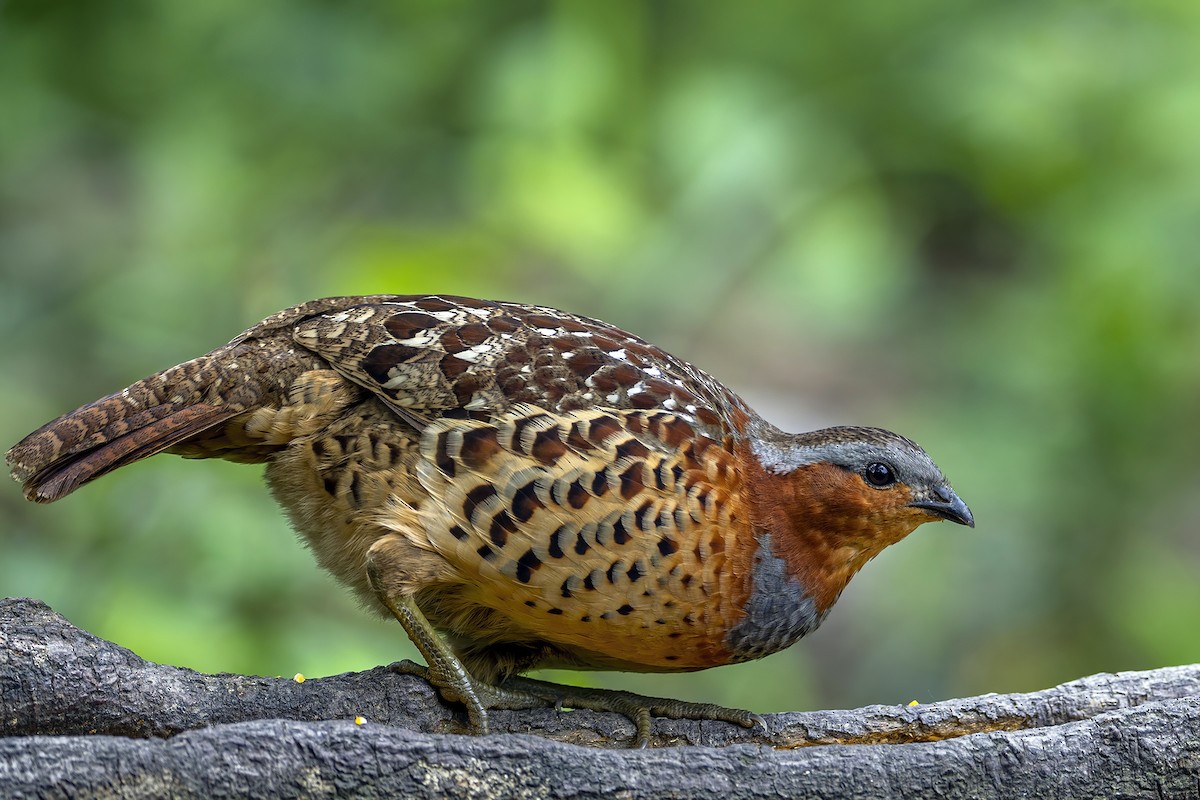 Chinese Bamboo-Partridge - ML560190611