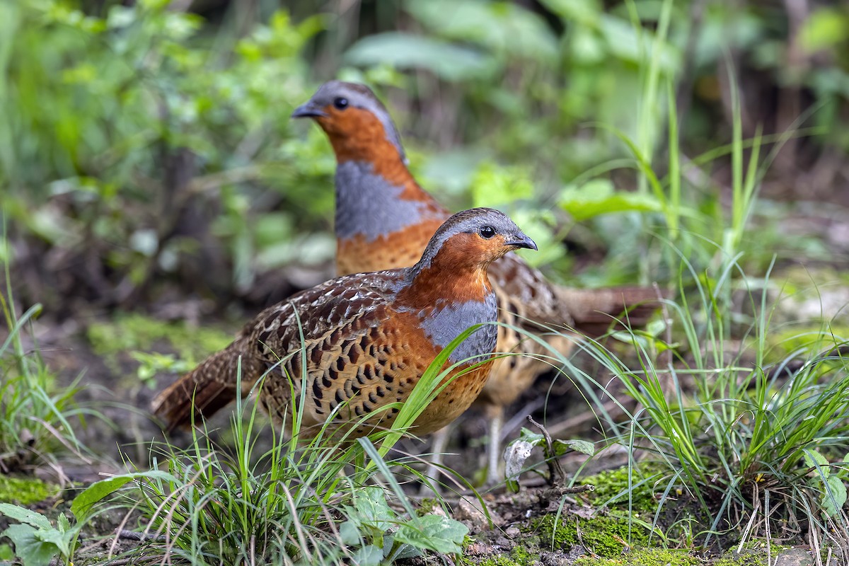 Chinese Bamboo-Partridge - ML560190621