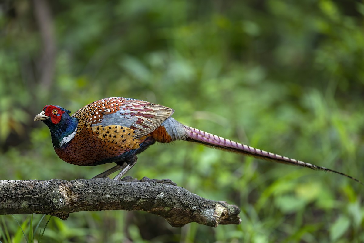 Ring-necked Pheasant - Su Li