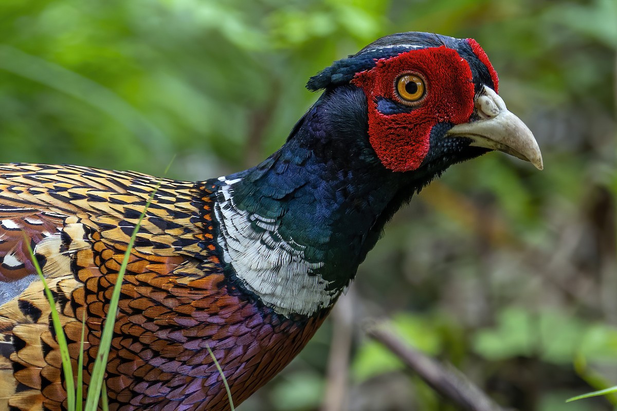 Ring-necked Pheasant - Su Li