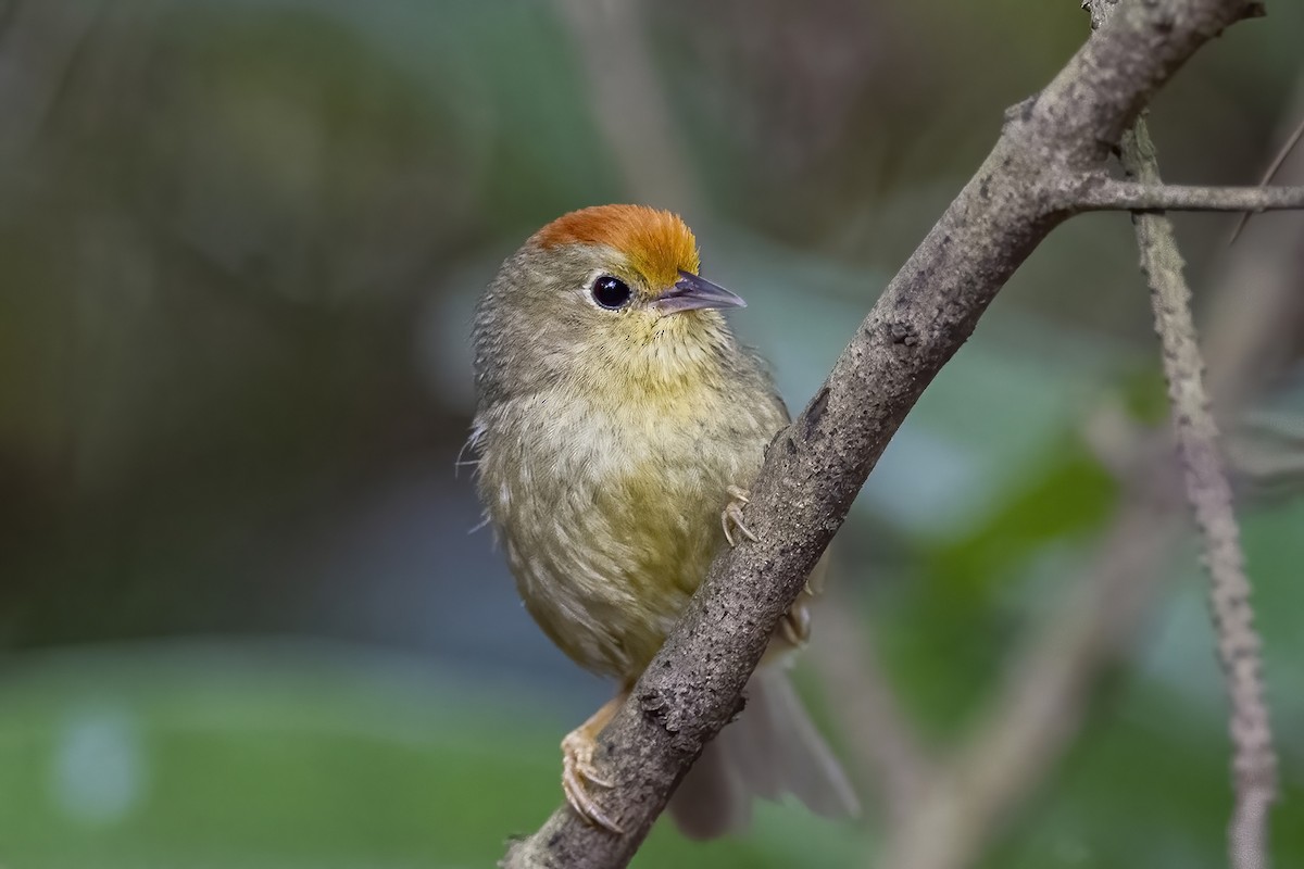 Rufous-capped Babbler - Su Li