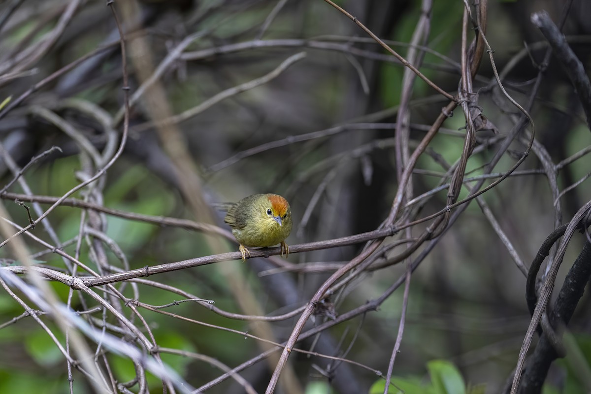 Rufous-capped Babbler - Su Li