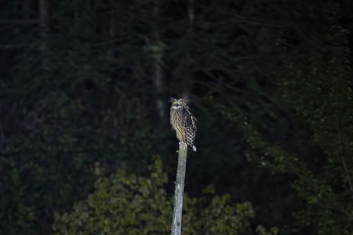 Tawny Fish-Owl - ML560190981