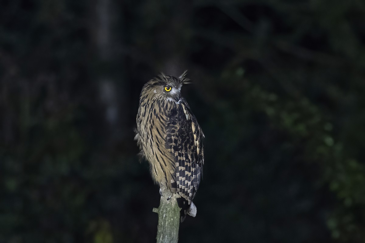 Tawny Fish-Owl - ML560190991