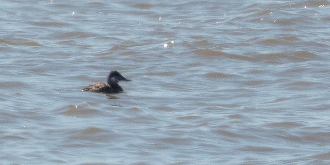 Ruddy Duck - ML560191551