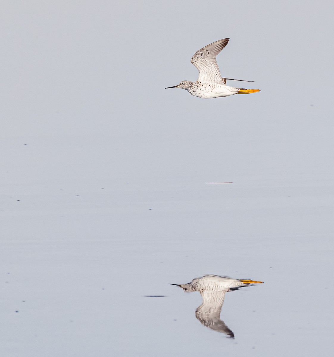 Lesser Yellowlegs - ML560191601