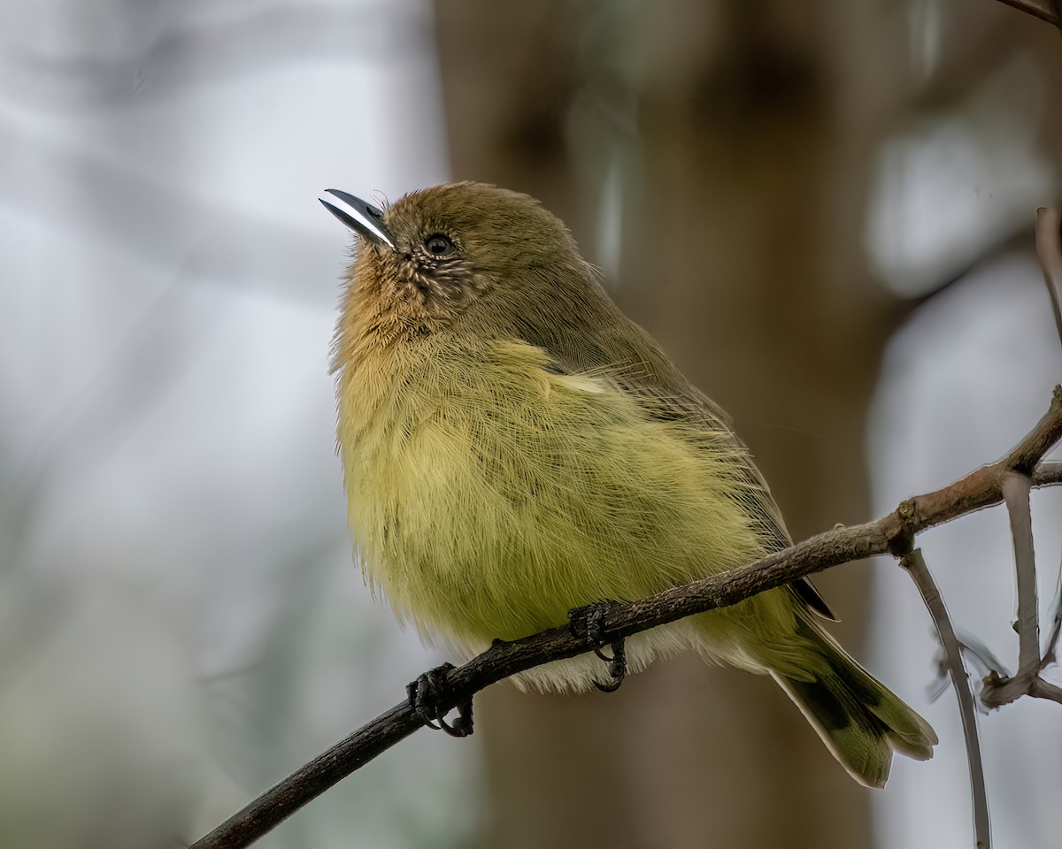 Yellow Thornbill - Jonathan Tickner