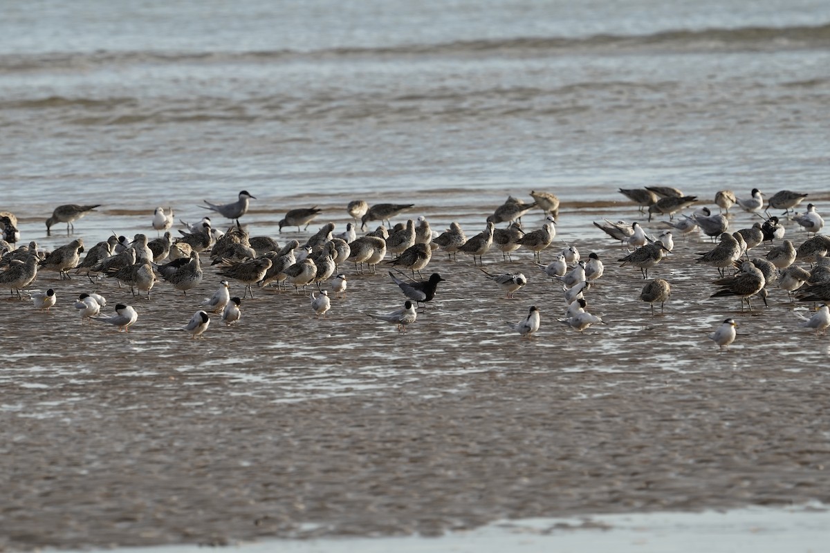 White-winged Tern - ML560194581