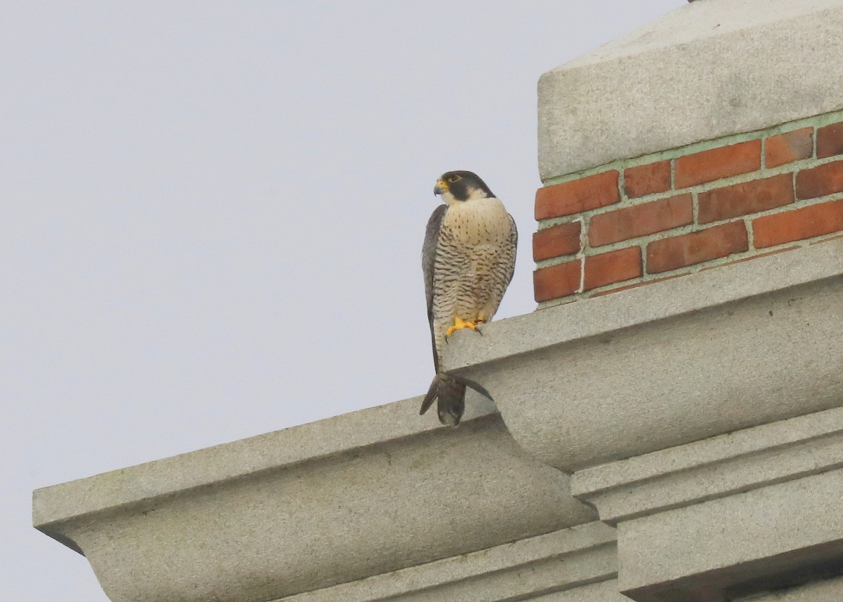Peregrine Falcon - Craig Gibson