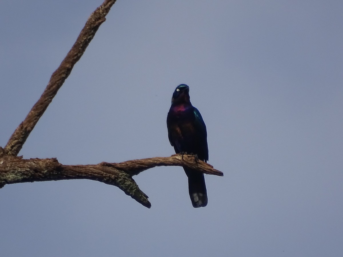 Splendid Starling - ML560195331