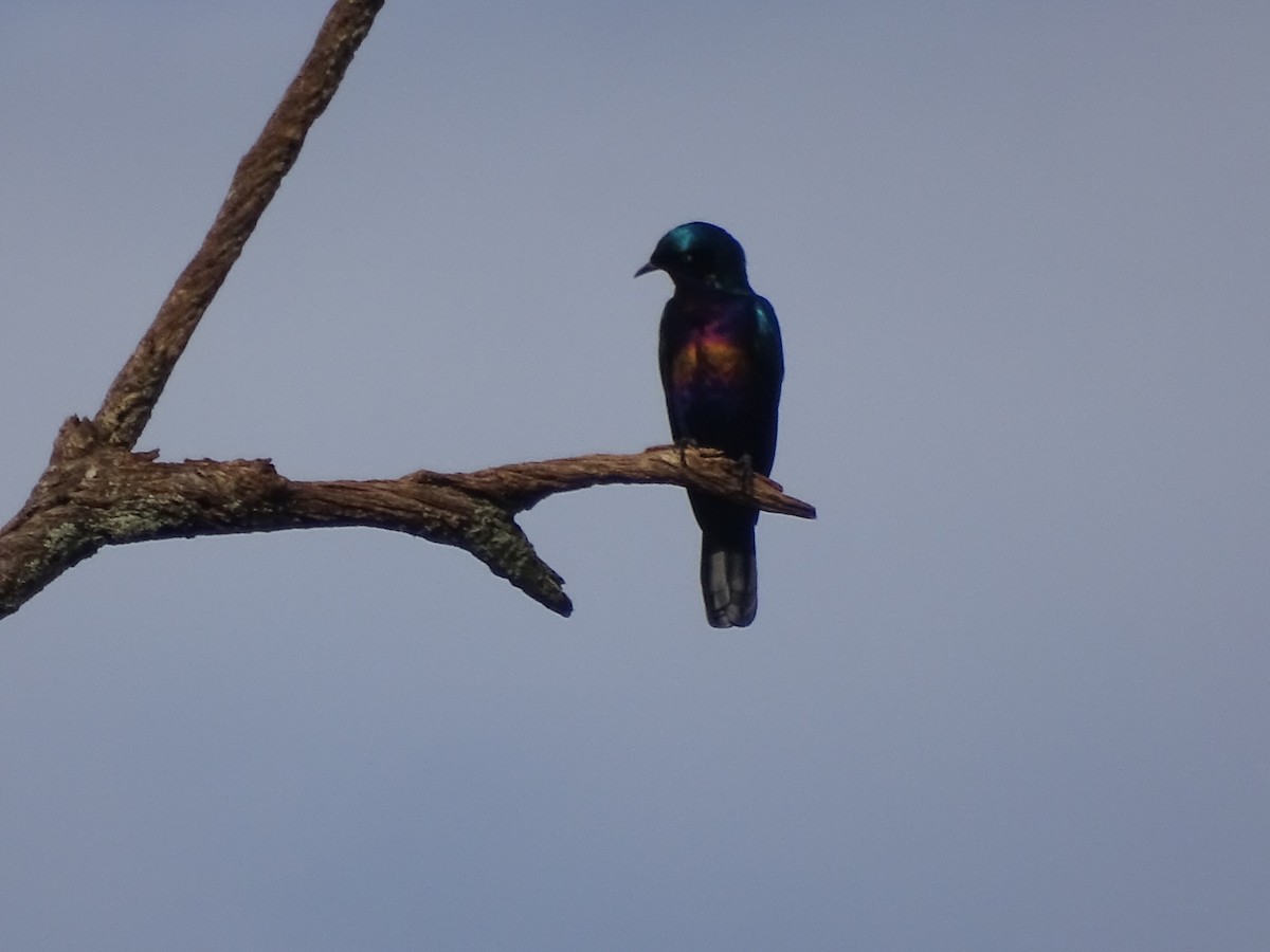 Splendid Starling - ML560195341