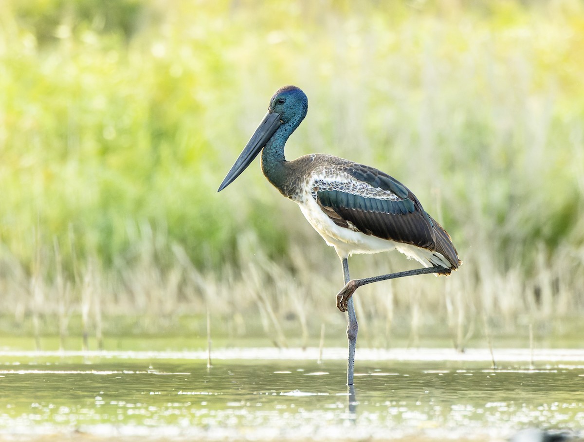 Black-necked Stork - ML560195461