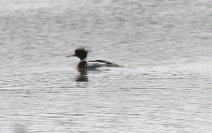 Red-breasted Merganser - ML560195661