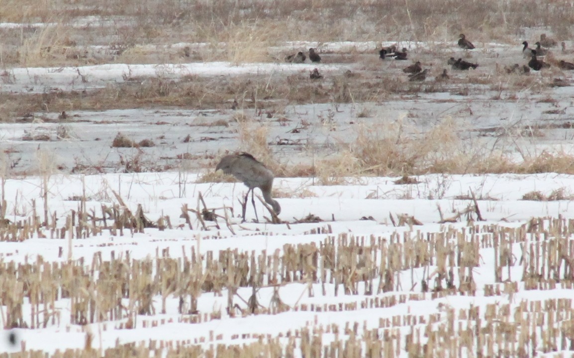 Sandhill Crane - ML560195761