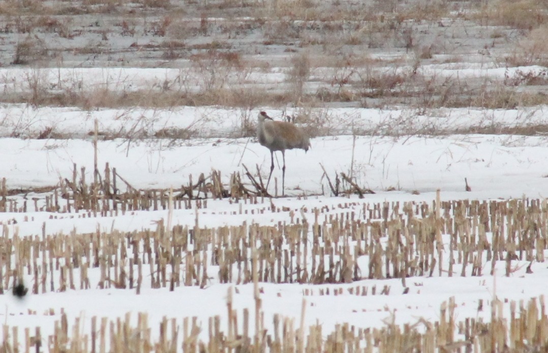 Sandhill Crane - ML560195771