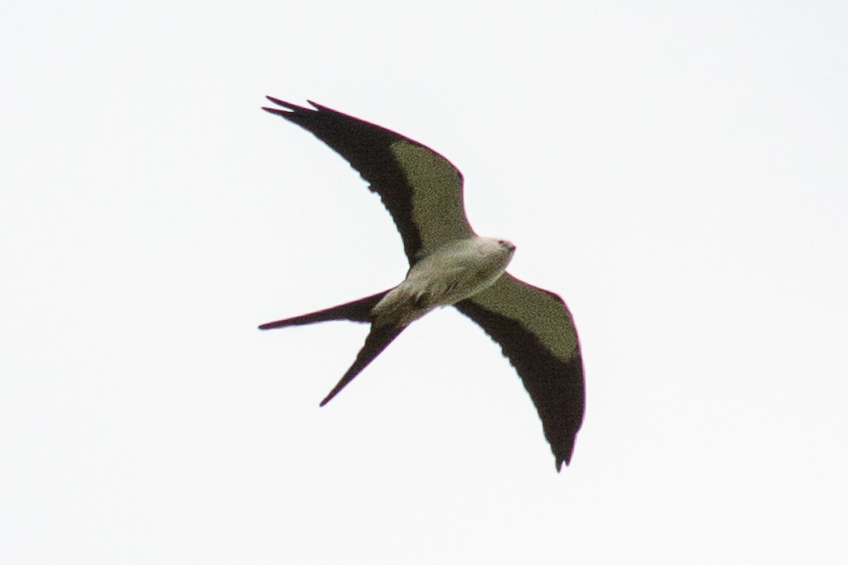 Swallow-tailed Kite - ML560195841