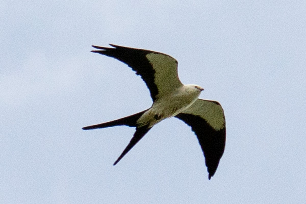 Swallow-tailed Kite - ML560195851