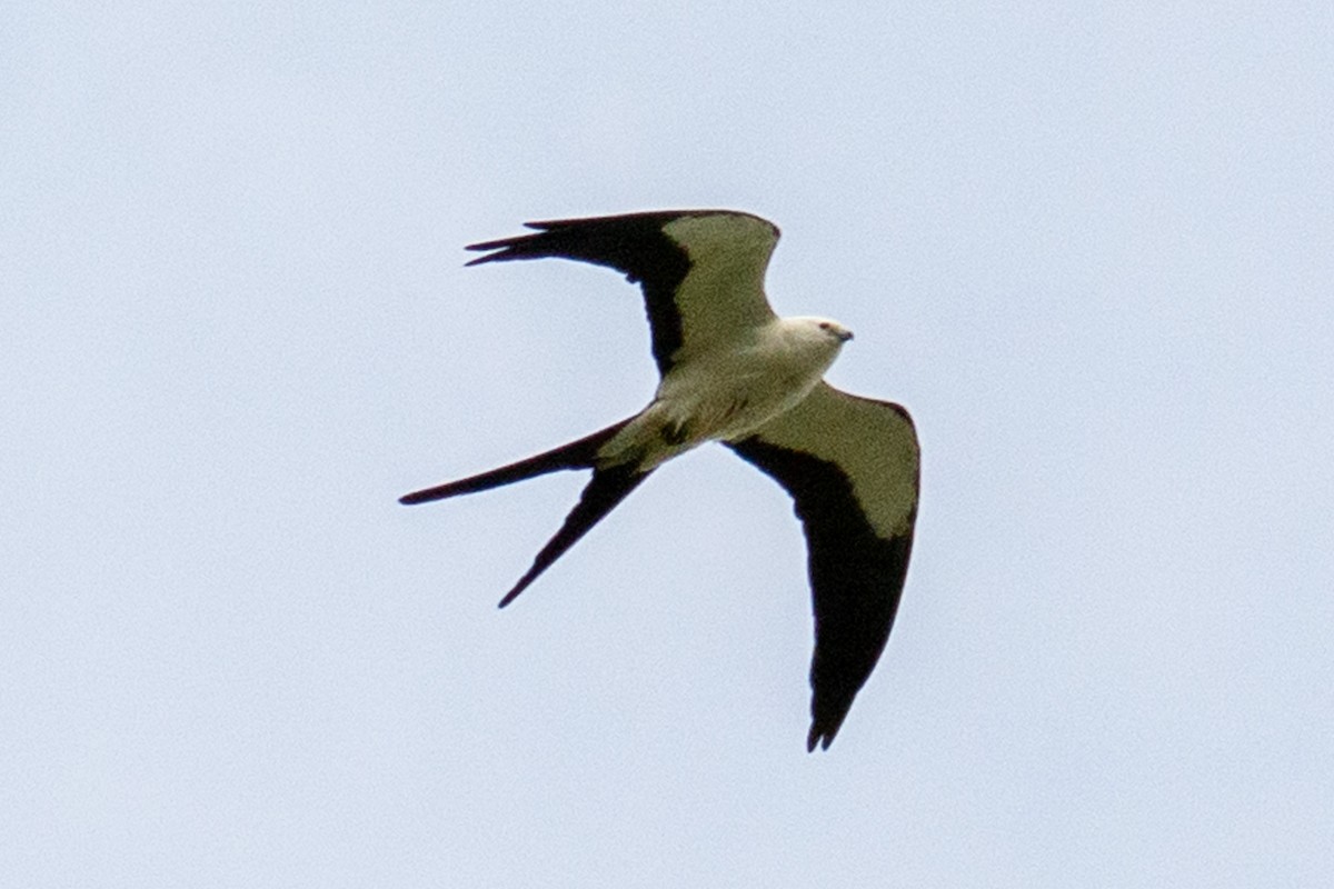 Swallow-tailed Kite - ML560195861