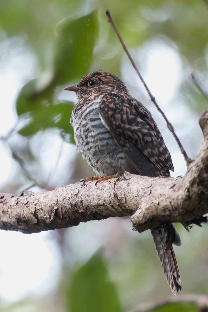 Sahul Brush Cuckoo - ML560196181