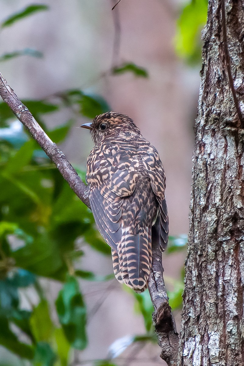 Sahul Brush Cuckoo - ML560196191