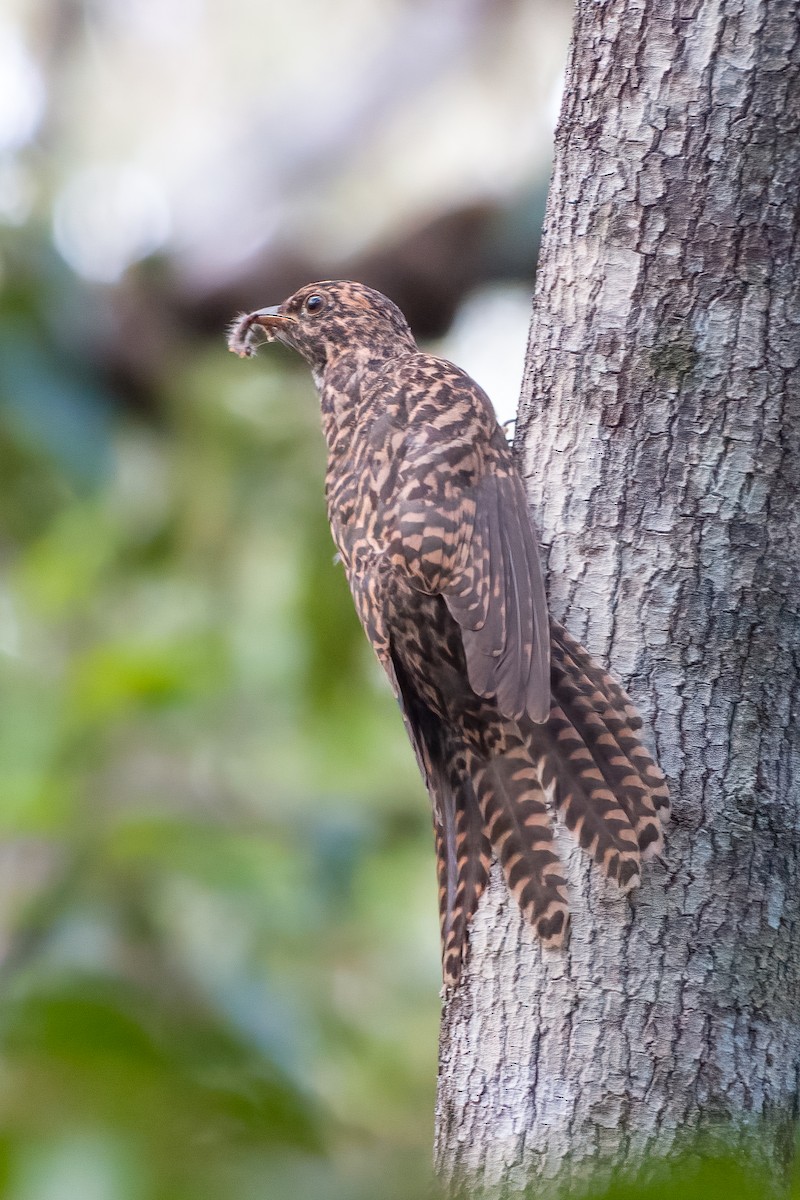 Sahul Brush Cuckoo - ML560196201