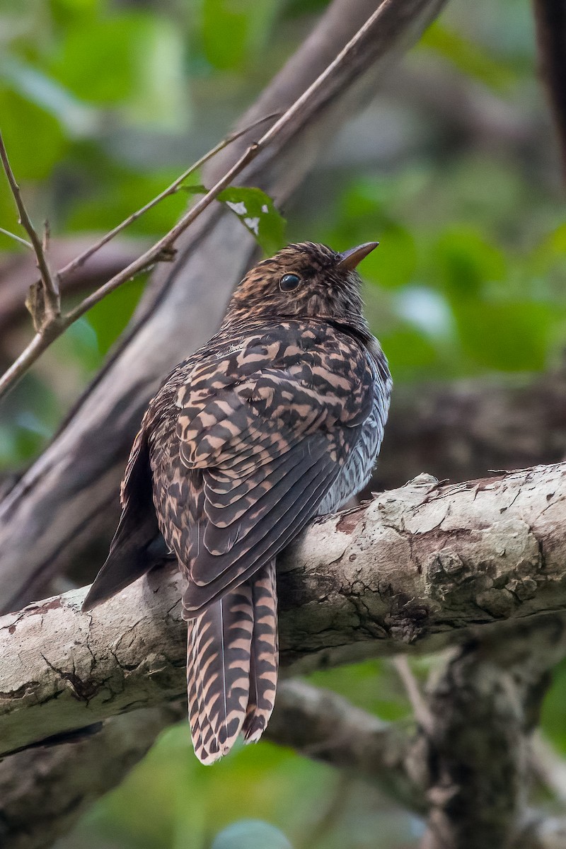 Sahul Brush Cuckoo - ML560196221