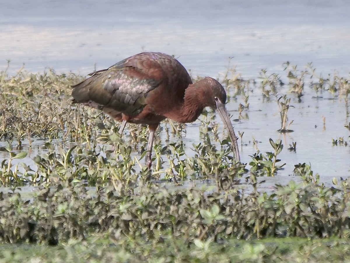 ibis hnědý - ML560196361