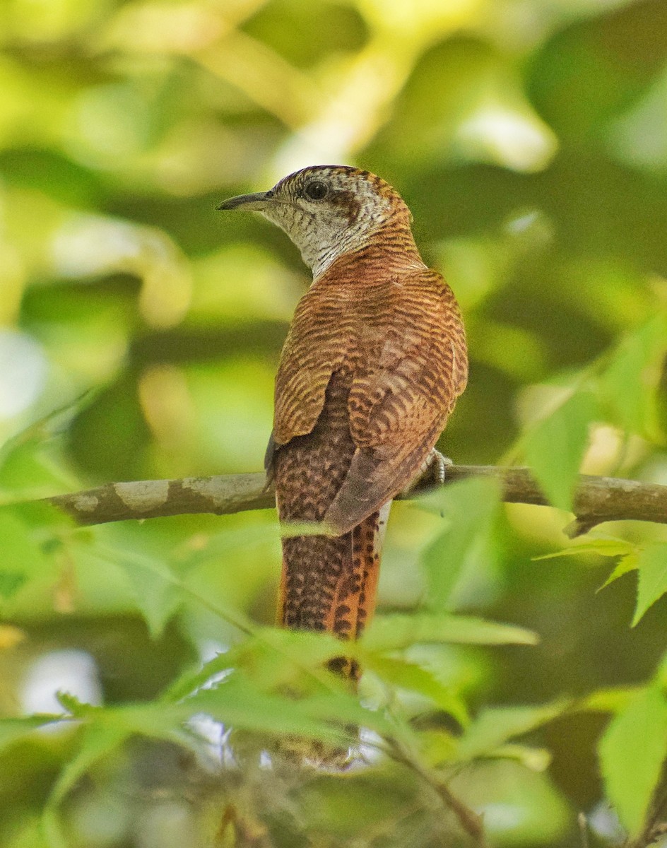 Banded Bay Cuckoo - ML560199881