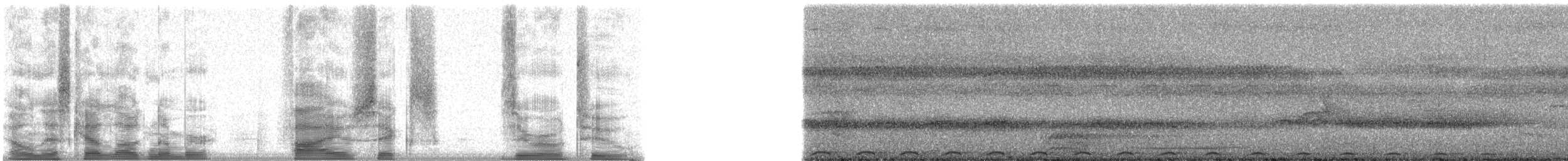 Carpophage de Micronésie - ML5602