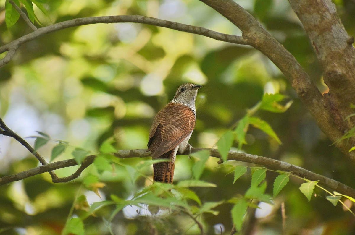 Banded Bay Cuckoo - ML560200161