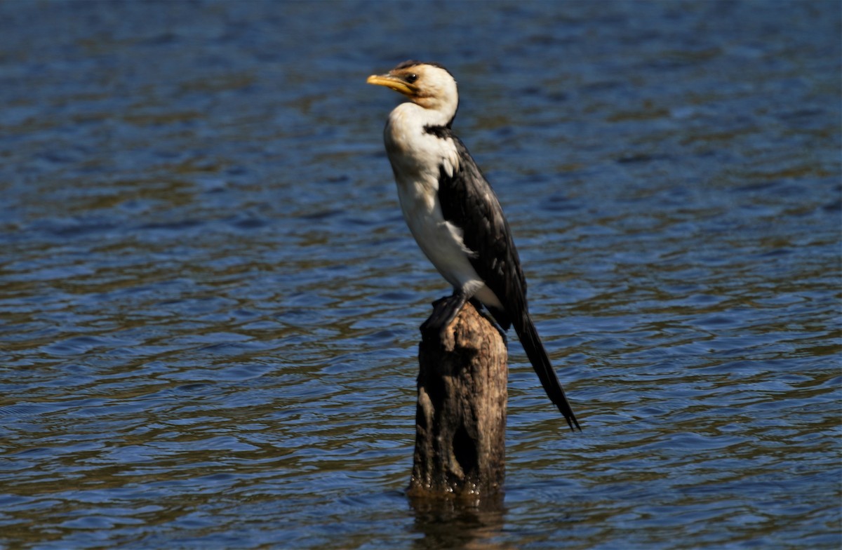 Little Pied Cormorant - ML560200391