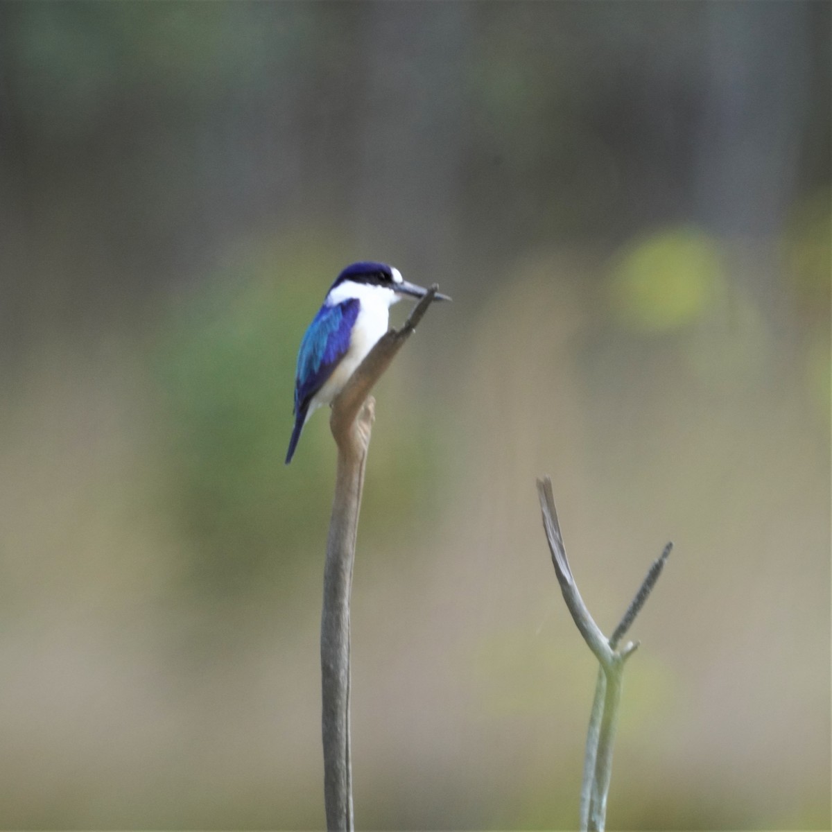 Forest Kingfisher - ML560200601