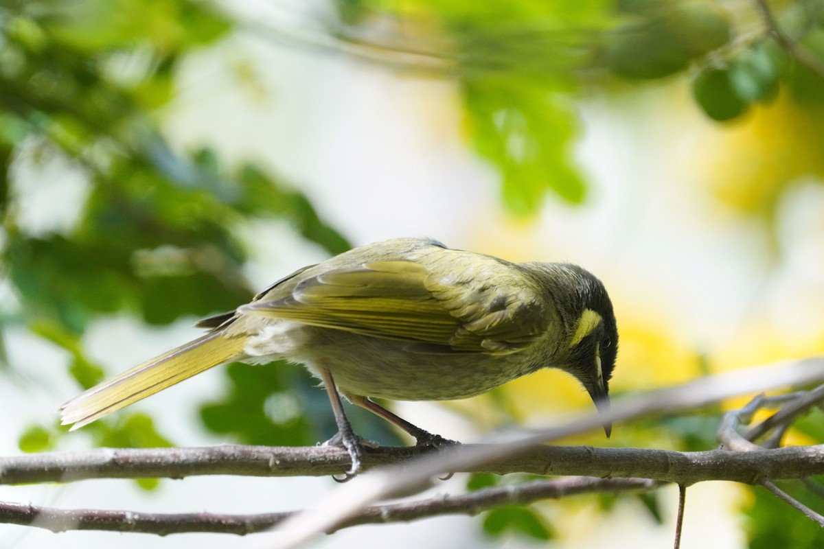 Lewin's Honeyeater - ML560200701