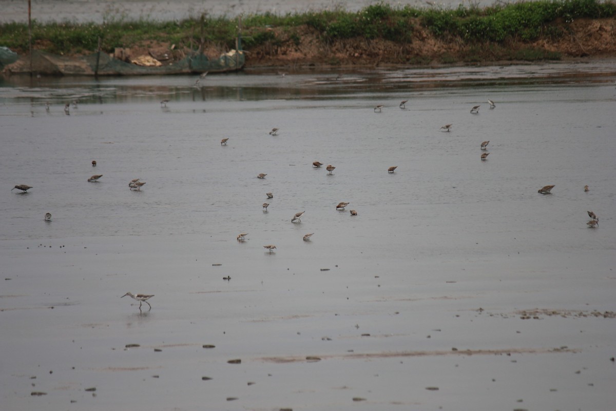 rødstrupesnipe - ML560200751