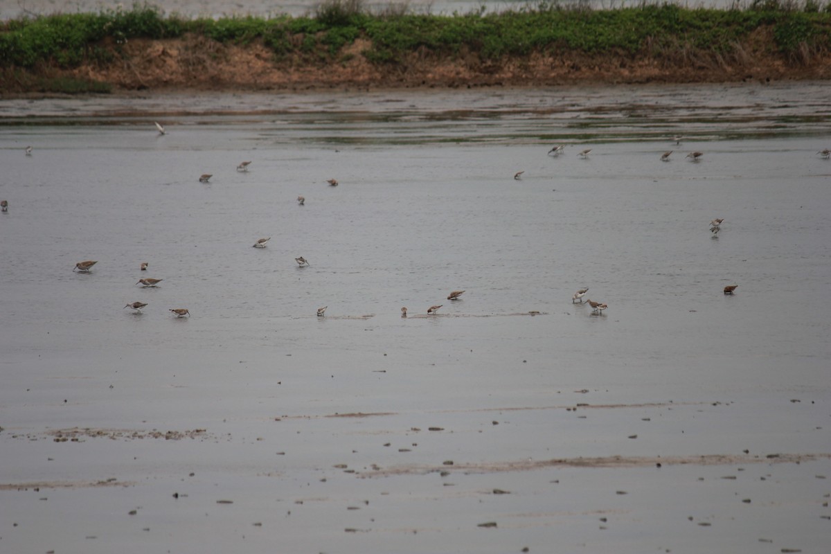 rødstrupesnipe - ML560200771