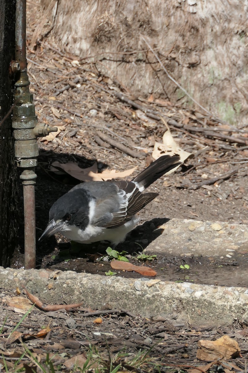 Gray Butcherbird - ML560200791